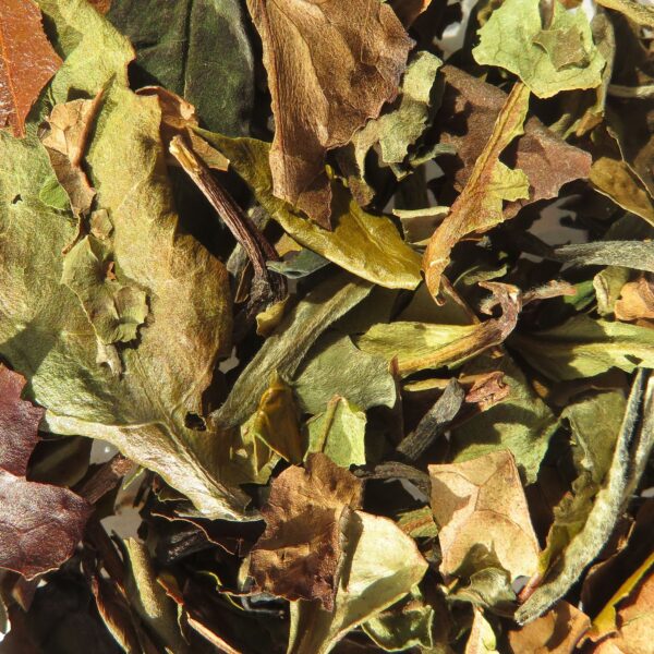 PAI MU TAN PIVOINE BLANCHE – Image 3
